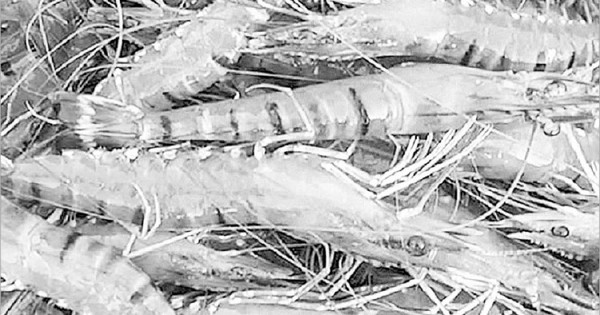 চিংড়ি খাওয়ার ঝুঁকি