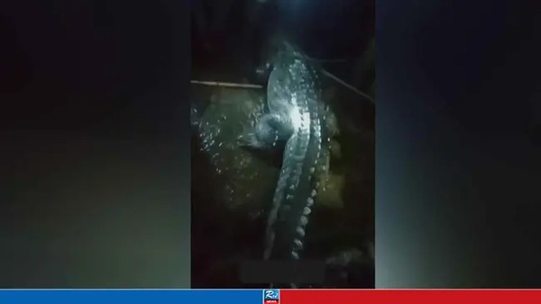 অভিনব কায়দায় কুমির ধরলো এলাকাবাসী