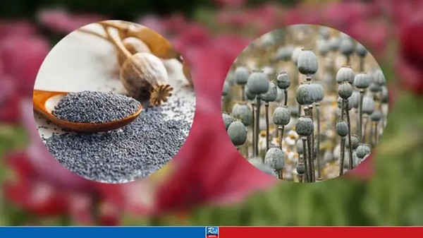 পপি সিড বা পোস্ত দানা কী, কেন এটির আমদানি নিষিদ্ধ?