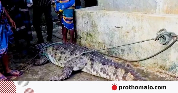 মানিকগঞ্জে খালে ১০ ফুট দৈর্ঘ্যের কুমির