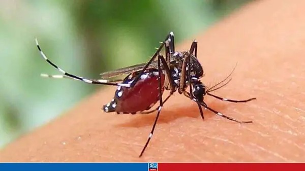 ডেঙ্গুতে আরও ৫ জনের মৃত্যু, হাসপাতালে নতুন ভর্তি ১ হাজার ১৪৭