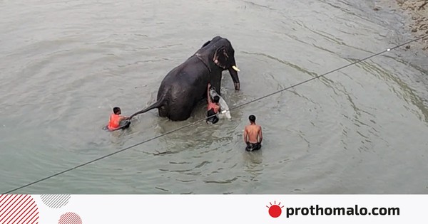নদীতে জলকেলিতে মেতে ওঠে হাতি, তুলতে গিয়ে মাহুতের বিপত্তি
