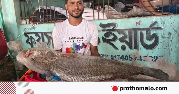 পটুয়াখালীতে ধরা পড়ল বিরল সামুদ্রিক মাছ, এক লাখ টাকায়ও বিক্রি করলেন না জেলে