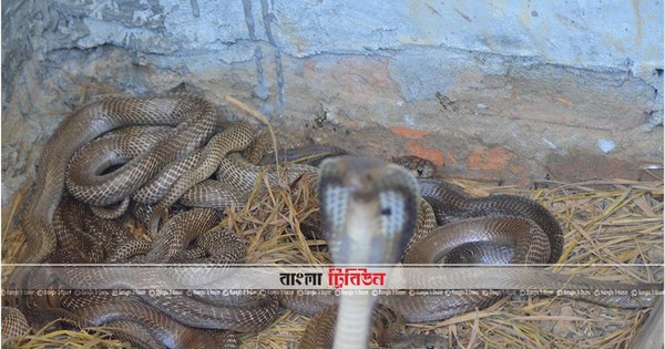 সব উপজেলায় সাপের কামড়ের অ্যান্টিভেনম পাঠানোর নির্দেশ