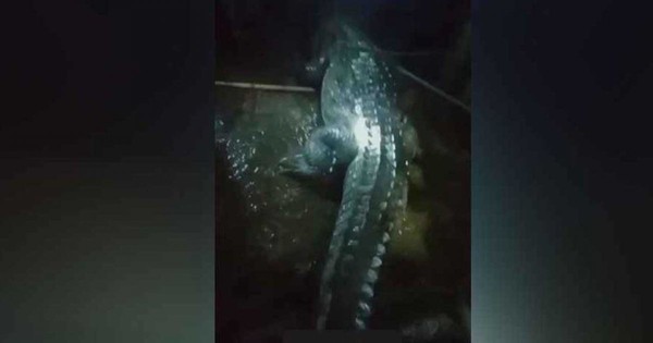 যুবকদের অভিনব ফাঁদে আটকা পড়ল কুমির