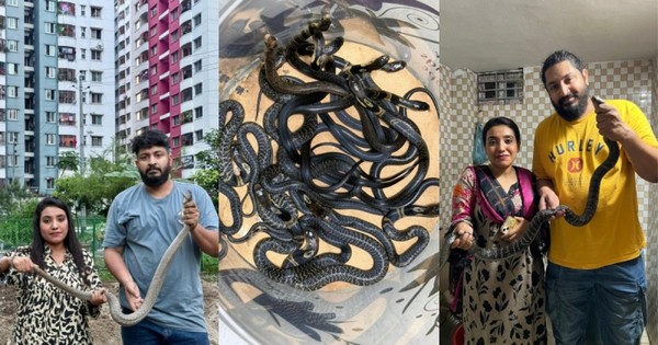 রাজধানীর আবাসিক ভবনে বিষধর সাপ আতঙ্ক, চার মাসে উদ্ধার ৩৫২