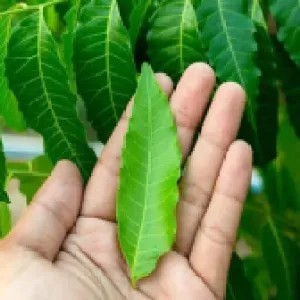 শরীরের রক্ত পরিষ্কার রাখবে নিম পাতা!