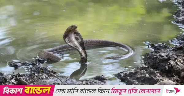 চট্টগ্রামে সাপের অতি উপদ্রব, পাঁচ মাসে ১৫ মৃত্যু