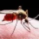যেভাবে চিনবেন ডেঙ্গু ছড়ানো এডিস মশা