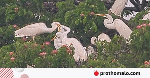 ৪০ বছর ধরে যে বাড়িতে আসে বক, হয়ে উঠেছে ‘বকের বাড়ি’