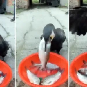 একেকটির ওজন প্রায় দেড় কেজি, ঝড়ের গতিতে ৪টি আস্ত মাছ গিলে খেল এই পাখি