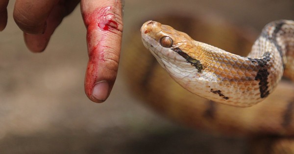 শহরে বেড়েছে সাপ: কাটলে কী করবেন