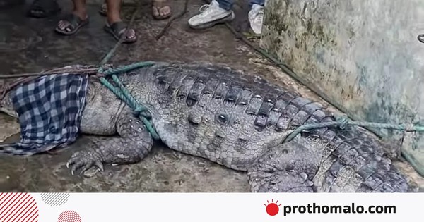 মানিকগঞ্জের খালে এক মাস ধরে ঘুরছিল কুমিরটি, ফাঁদ পেতে উদ্ধার