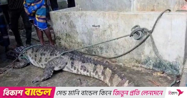 স্থানীয়দের ফাঁদে অবশেষে ধরা পড়লো পদ্মার শাখা নদীর সেই কুমির