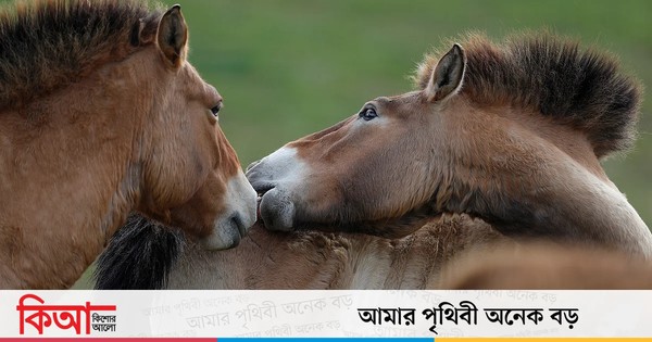 ঘোড়ার চোখ মুখের সামনে না থেকে দুপাশে থাকে কেন