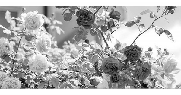 গোলাপের সুগন্ধি বিপ্লব