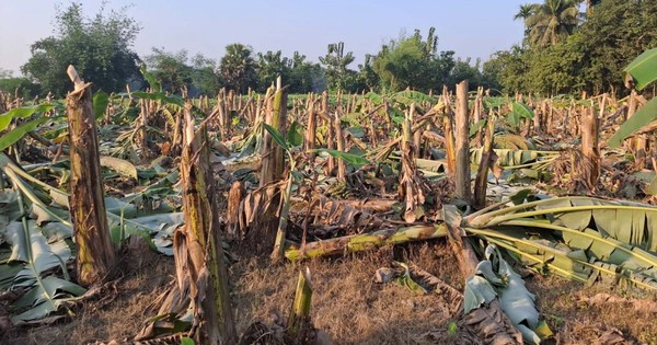 রাতের আধাঁরে কেটে ফেলা হয়েছে কৃষকের দেড় বিঘা জমির কলাগাছ