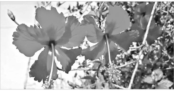 জবা ফুলের যত গুণ