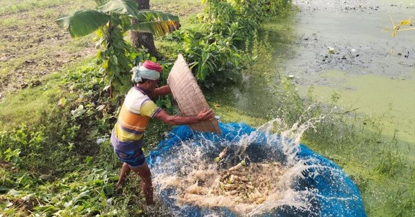 রাজশাহীতে অতিবৃষ্টিতে ১০ কোটি টাকার ফসল নষ্ট, ক্ষতিগ্রস্ত ৪ হাজার কৃষক